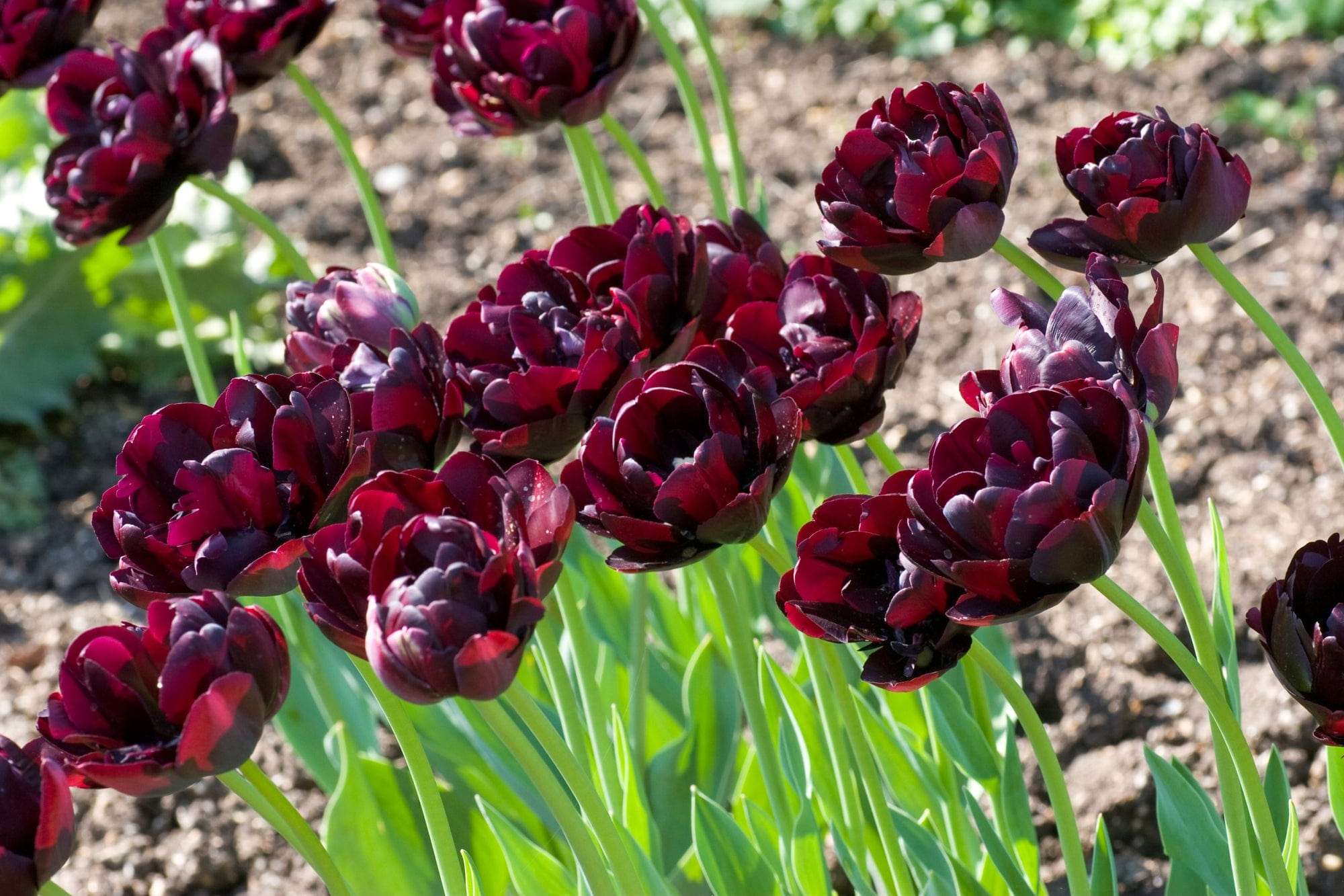 Tulpe 'Black Hero'